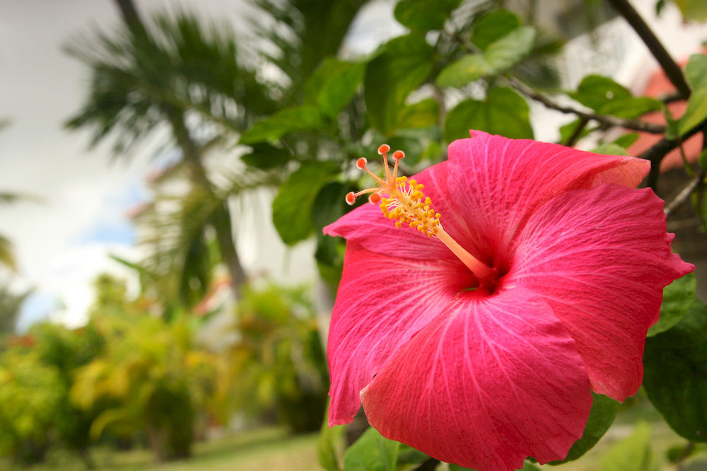 Ocean Villas Hotel Grand Baie Exterior photo